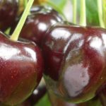 Schema de protecție a cireșului cu produsele BASF