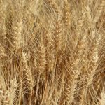 Rezultatele obținute la cultivarea grâului de toamnă „Euclide” și schema de protecție folosită