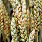 Fuzarioza la grâu: cauze, simptome, prevenire și combatere