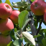 Schema de protecție a mărului cu produsele BASF