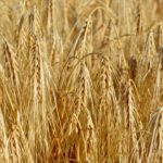 Rezultatele obținute la cultivarea orzului de toamnă „Multie” și schemele de protecție folosite