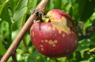 piersic-rapan-fruct2