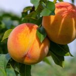 Schema de protecție a piersicului cu produsele BASF