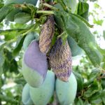 Combaterea bolilor la prun cu ajutorul fungicidului Delan WG