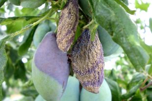 prun-monilioza-fruct