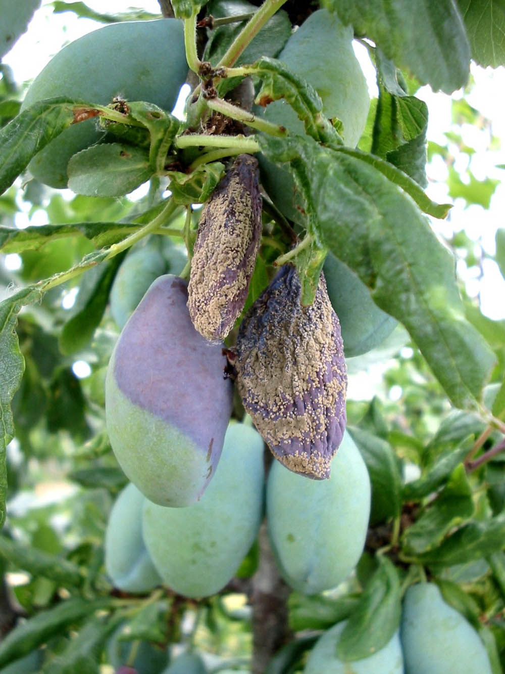 prun-monilioza-fruct