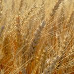 Rezultatele obținute la cultivarea grâului de toamnă „Winner” și schema de protecție folosită