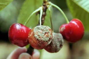 Monilioza la cireș: prevenire și combatere eficientă monilioza-cires-fructe